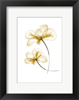 Framed Pressed Flowers