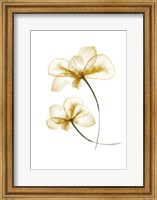 Framed Pressed Flowers