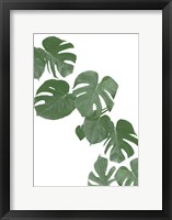 Monstera Aqua 2 Framed Print