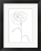 Framed Peony Lines