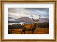 Framed Scottish Stag