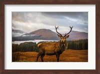 Framed Scottish Stag