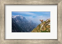 Framed Alpine Ibex in the Mountains