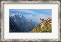 Framed Alpine Ibex in the Mountains