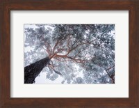 Framed Winter Tree Lines