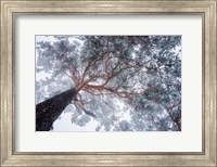 Framed Winter Tree Lines