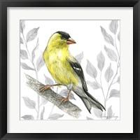 Framed 'Backyard Birds III-Goldfinch I' border=