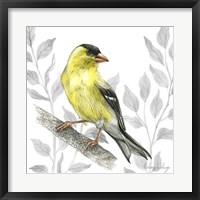 Framed Backyard Birds III-Goldfinch I
