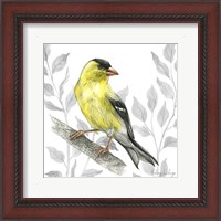 Framed Backyard Birds III-Goldfinch I