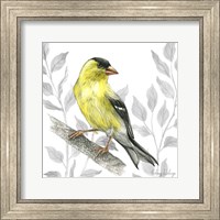 Framed 'Backyard Birds III-Goldfinch I' border=