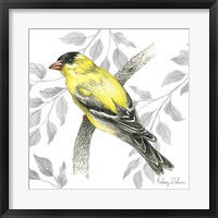 Framed Backyard Birds IV-Goldfinch II