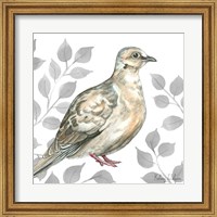 Framed Backyard Birds V-Mourning Dove