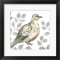 Framed Backyard Birds V-Mourning Dove