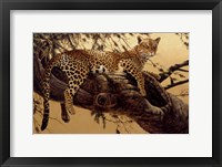 Framed Morning Retreat-Leopard