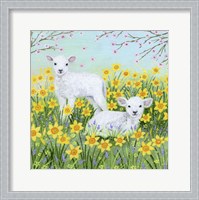 Framed Spring lambs