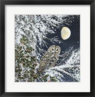 Framed Tawny Owl and Holly