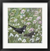 Framed Blackbirds and Spring Flowers