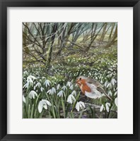 Framed Snowdrops and Robin