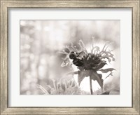 Framed Wild Flowers II