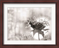 Framed Wild Flowers II