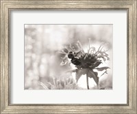 Framed Wild Flowers II