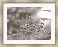 Framed Wild Flowers III