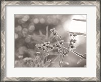 Framed Wild Flowers III