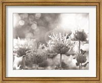 Framed Wild Flowers IV
