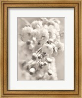 Framed Painted Blossoms II