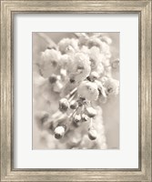 Framed Painted Blossoms II