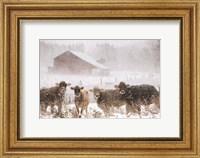 Framed Cold Cows on the Farm