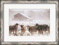 Framed Cold Cows on the Farm