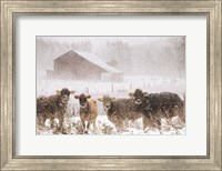 Framed Cold Cows on the Farm