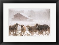 Framed Cold Cows on the Farm