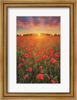 Framed Poppies at Sunset