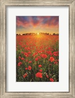 Framed Poppies at Sunset