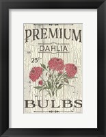 Framed Dahlia Bulbs
