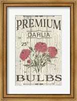 Framed Dahlia Bulbs