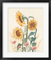 Sunflower Season IX Bright Framed Print
