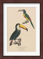 Framed Toucan Study