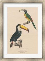 Framed Toucan Study