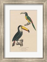 Framed Toucan Study