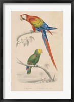 Framed Parrot Study