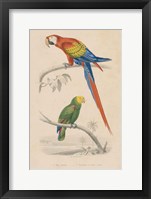 Framed Parrot Study