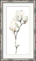 Framed White Magnolia II