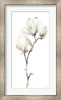 Framed White Magnolia II