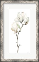 Framed White Magnolia II