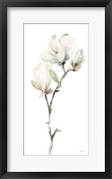 White Magnolia II Framed Print