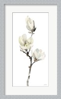 Framed White Magnolia I