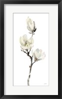 Framed White Magnolia I